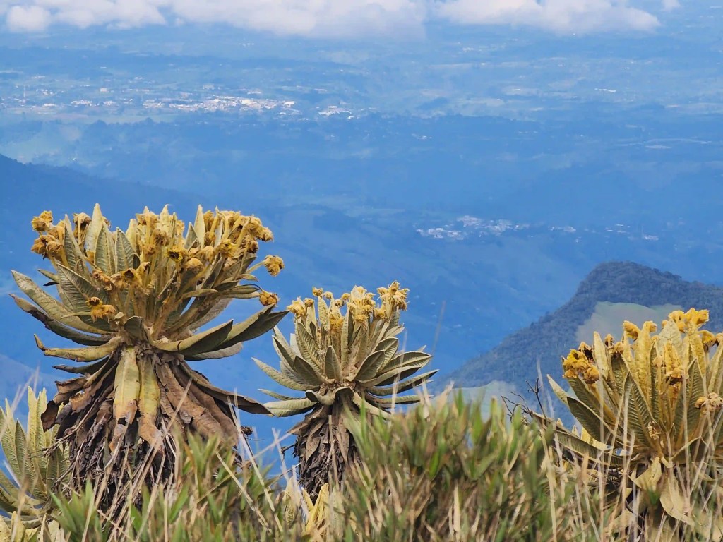 Tres frailejones con Circasia y Salento de fondo