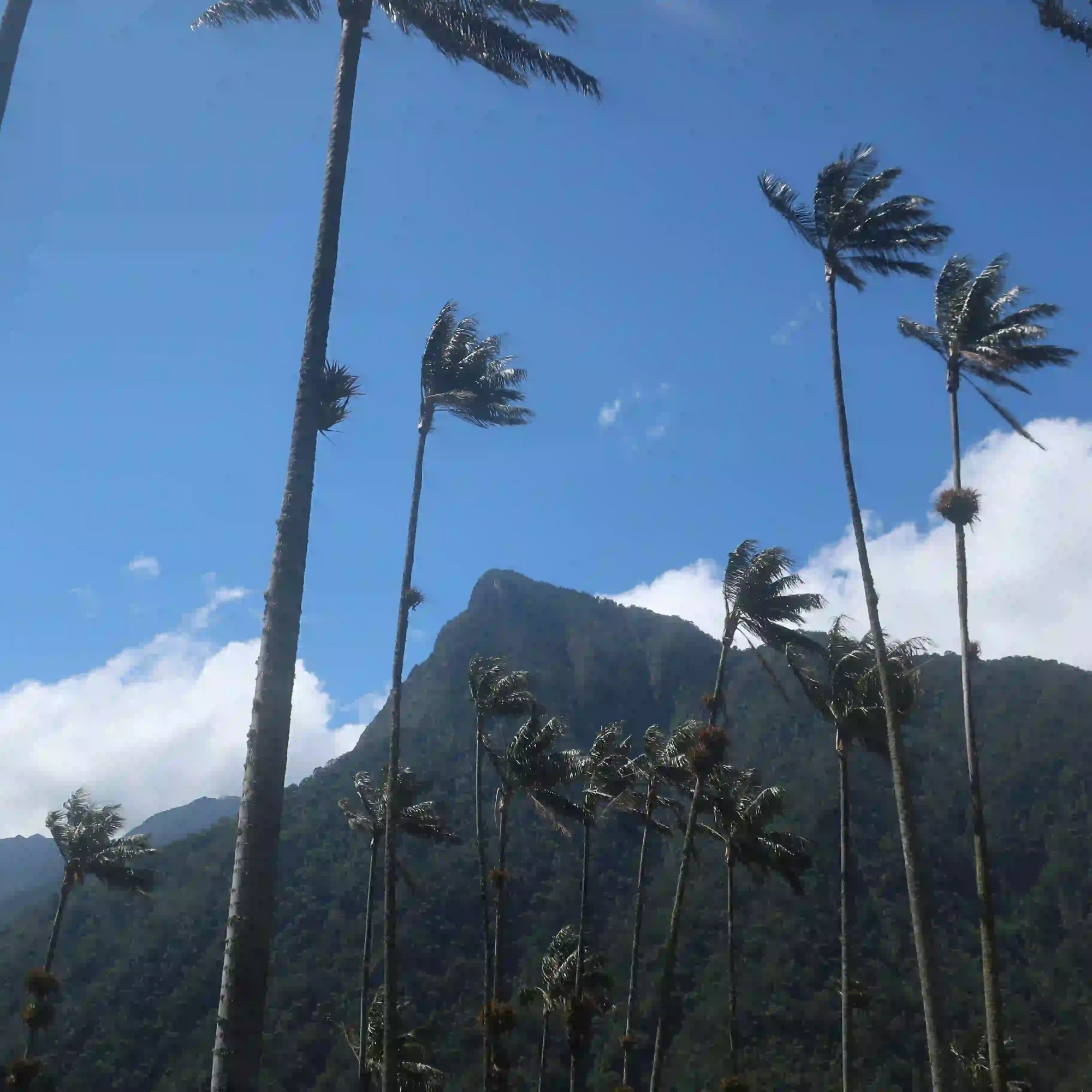 Paisaje de palmas de cera con Morrogacho en el fondo