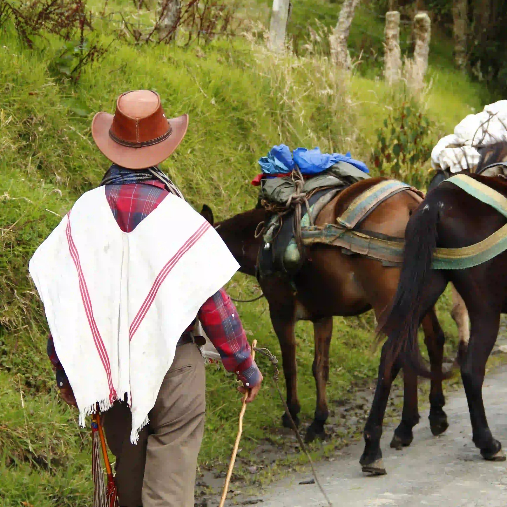 Arriero en la zona de La Carbonera Santuario de Palmas de Cera