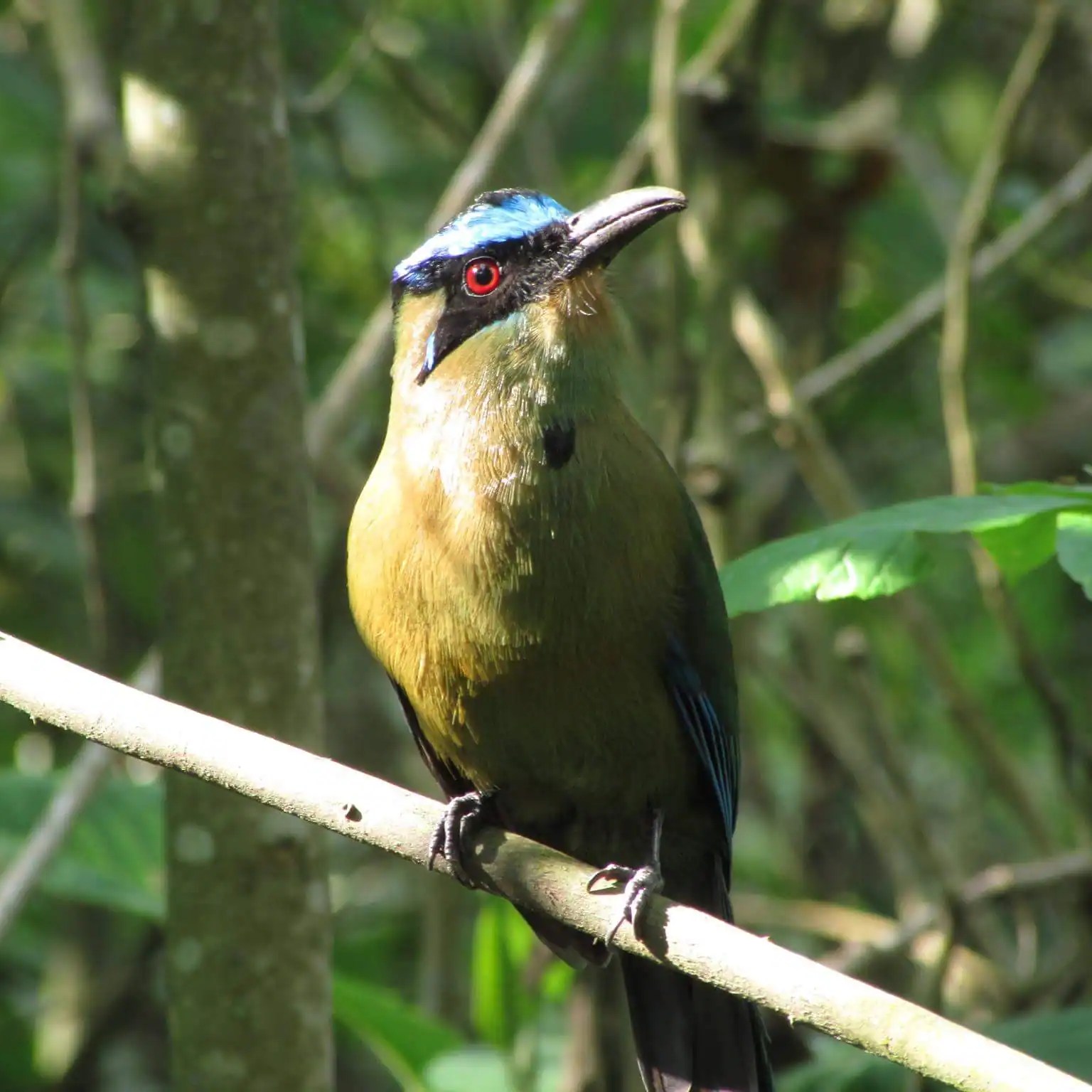 Pájaro barranquero en su hábitat natural, Valle de Cocora, Colombia.