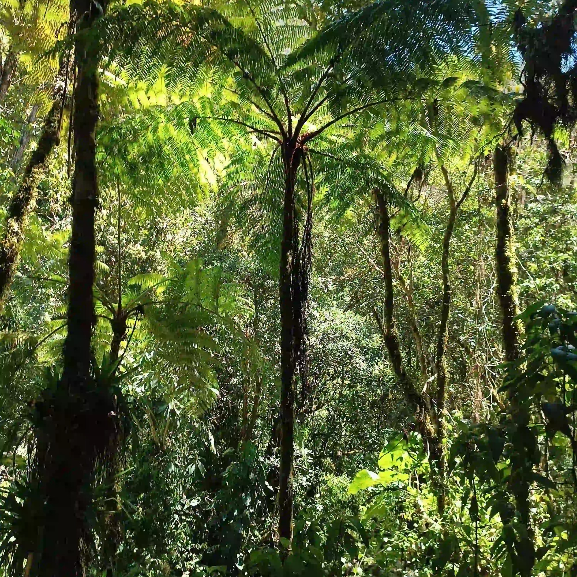 Bosque de niebla en el Valle de Cocora