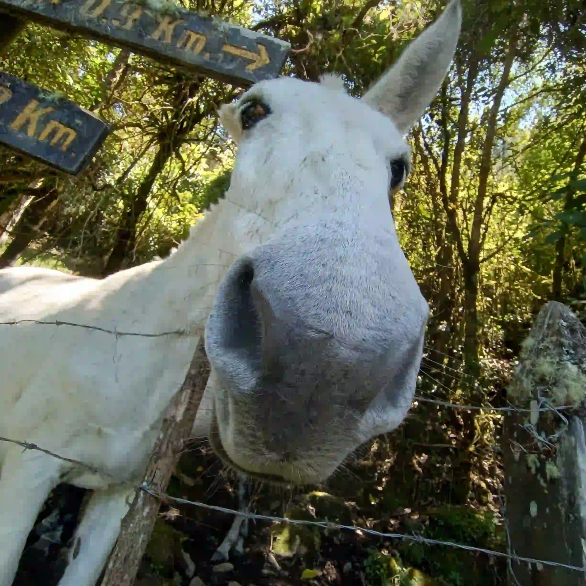 Caballo estira su nariz para saludar directamente a la cámara tras la cerca.