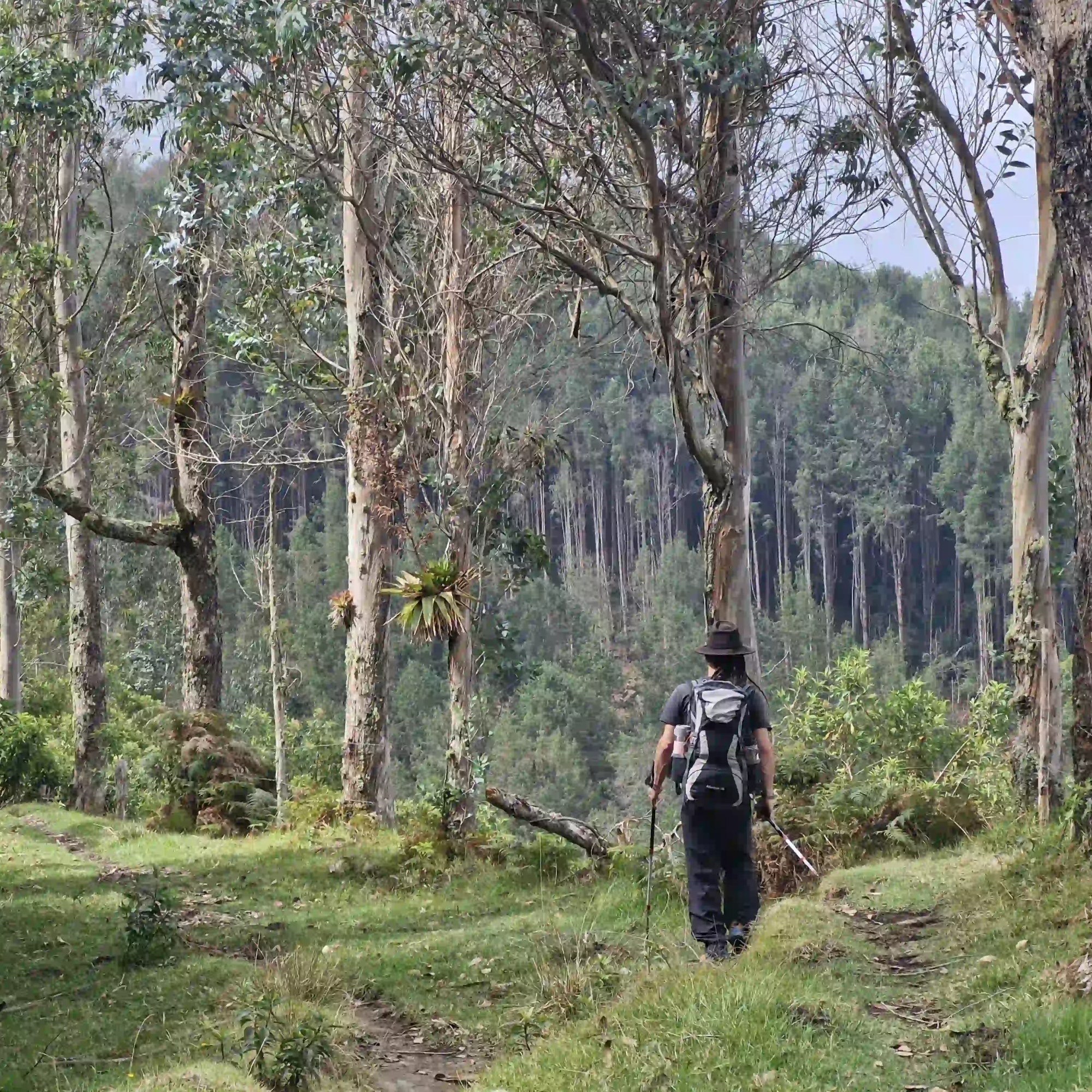 Excursionista recorriendo el Camino Nacional rodeado de vegetación andina