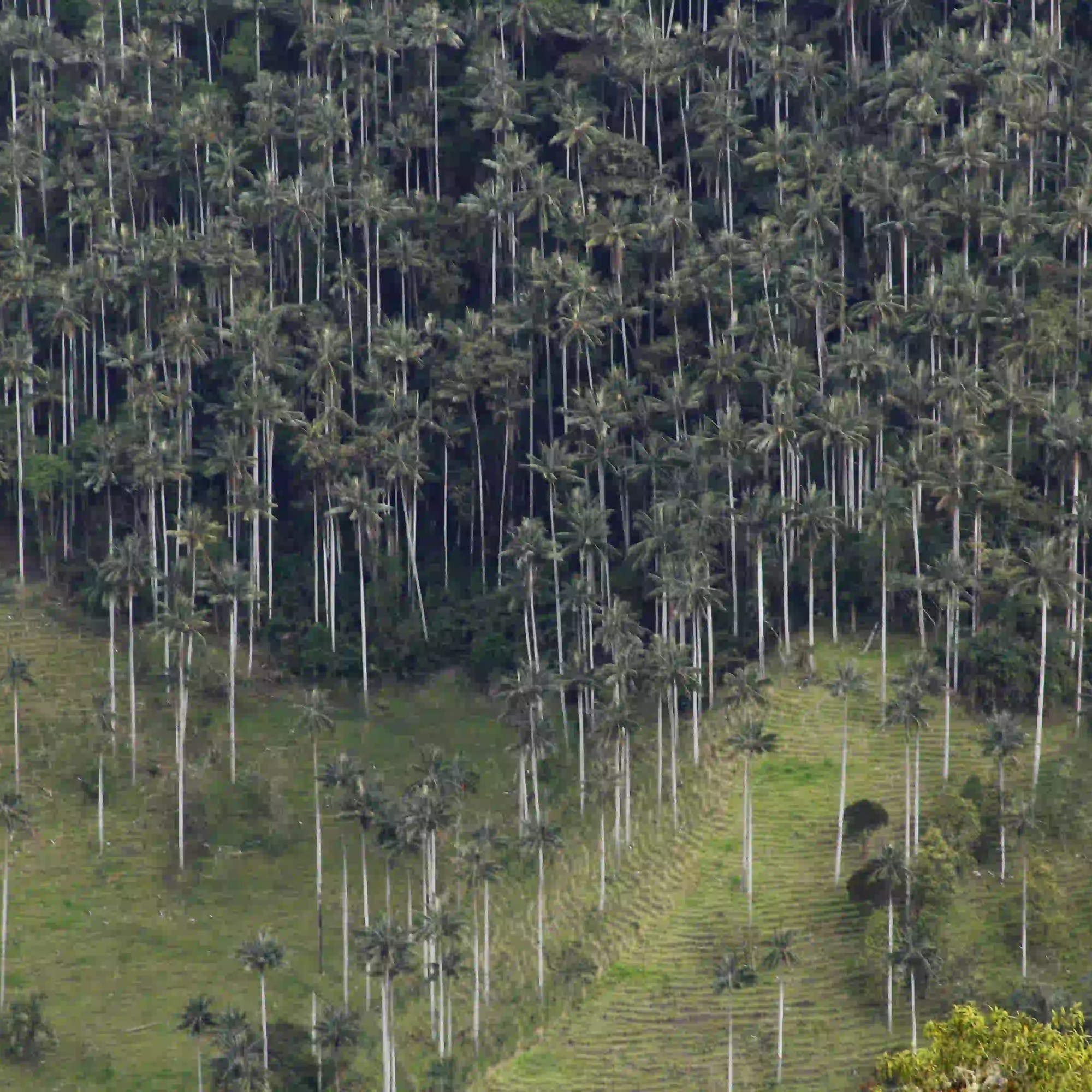 Bosque denso de palmas de cera en La Carbonera, Quindío, Colombia.