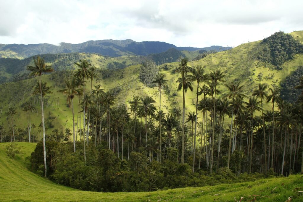 Bosque de palmas de cera en La Carbonera, Tolima
