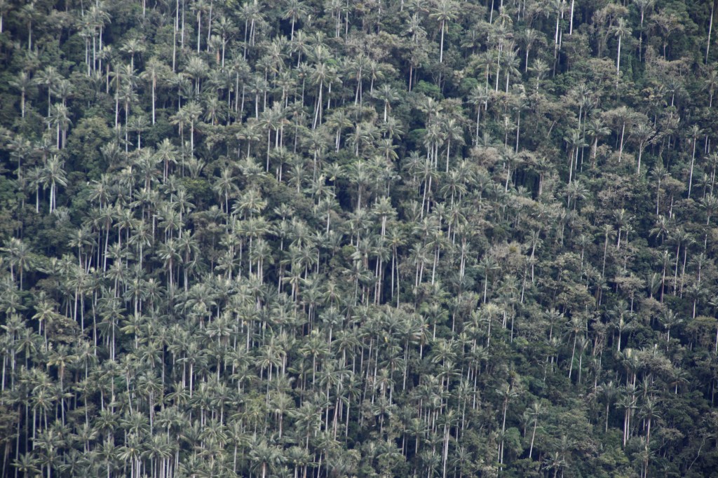 La Carbonera: Santuario de la Palma de Cera
