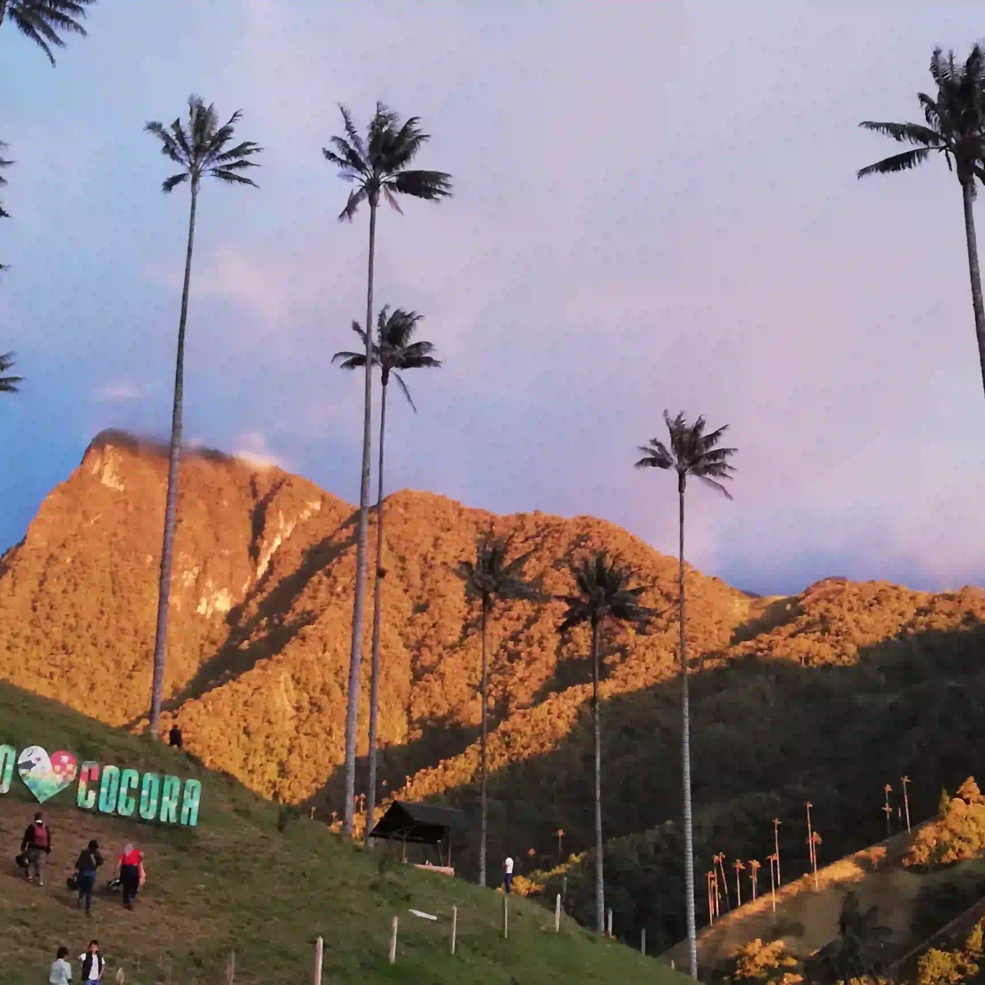 Valle de Cocora con altas palmas de cera elevándose al cielo parcialmente nublado y el cerro morro gacho iluminado, en el Quindío, Colombia