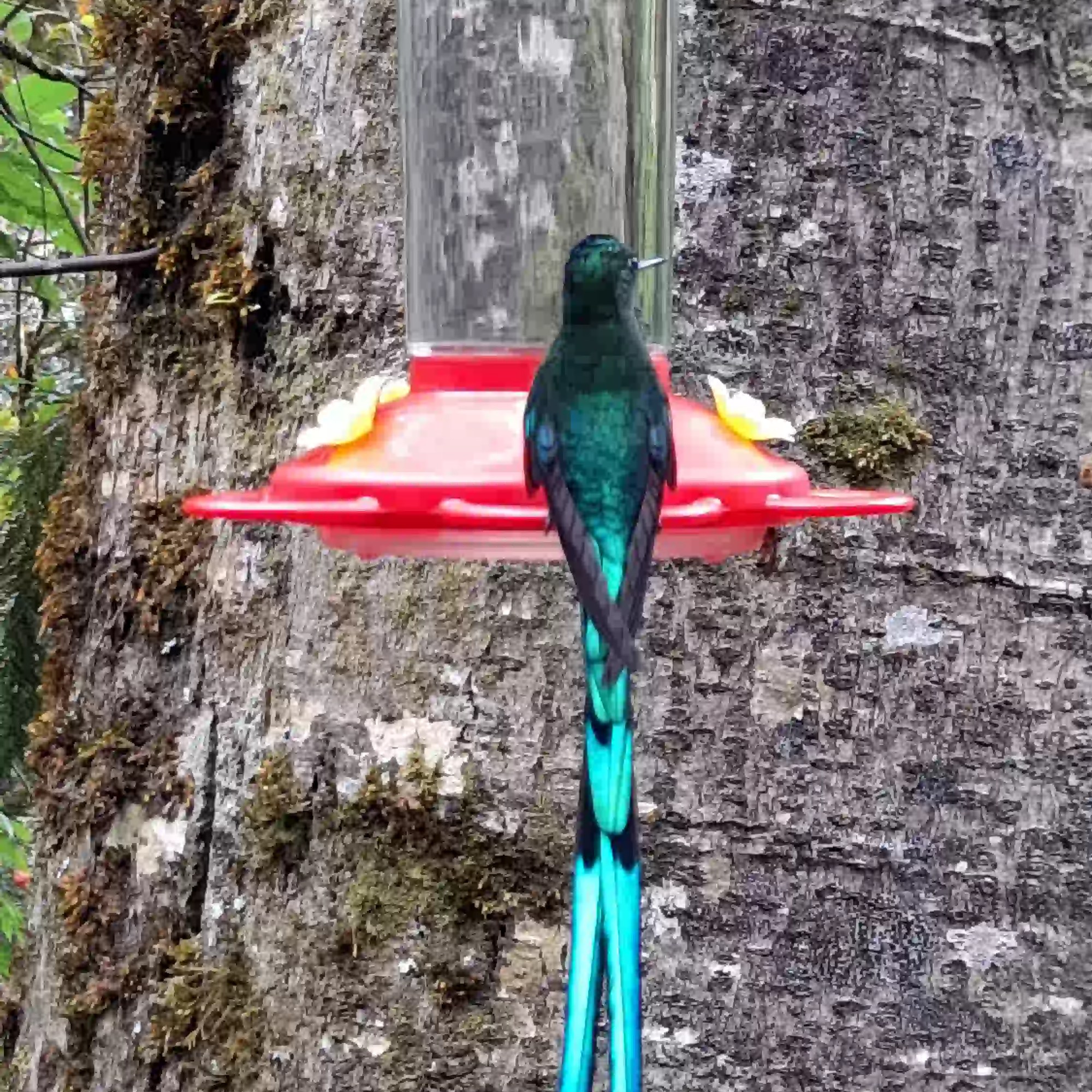 Colibri alimentándose en la Reserva Natural Acaime, Salento, Quindío