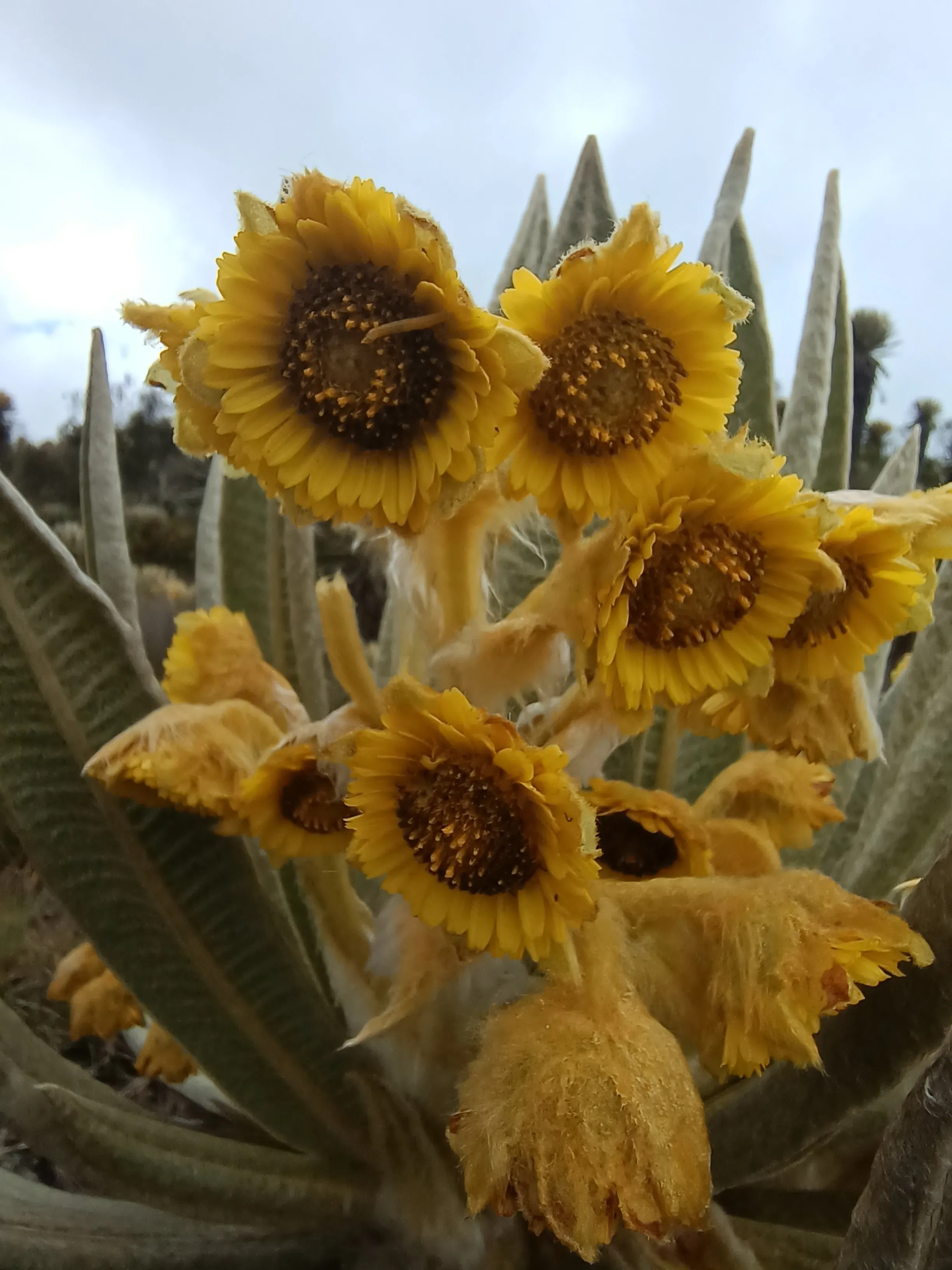 Flores de un frailejón florecido en primer plano, páramo colombiano