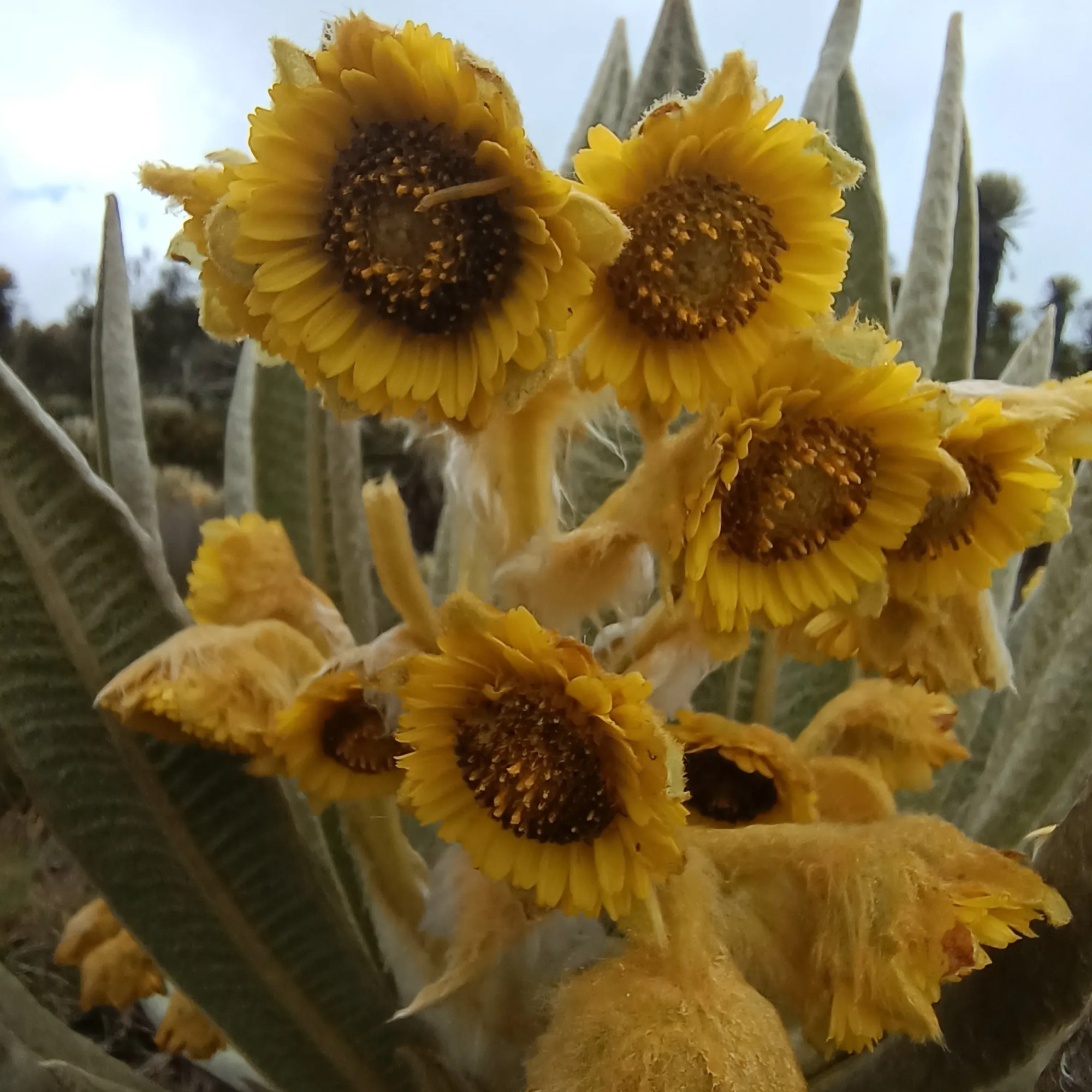 Flores de un frailejón florecido en primer plano, páramo colombiano