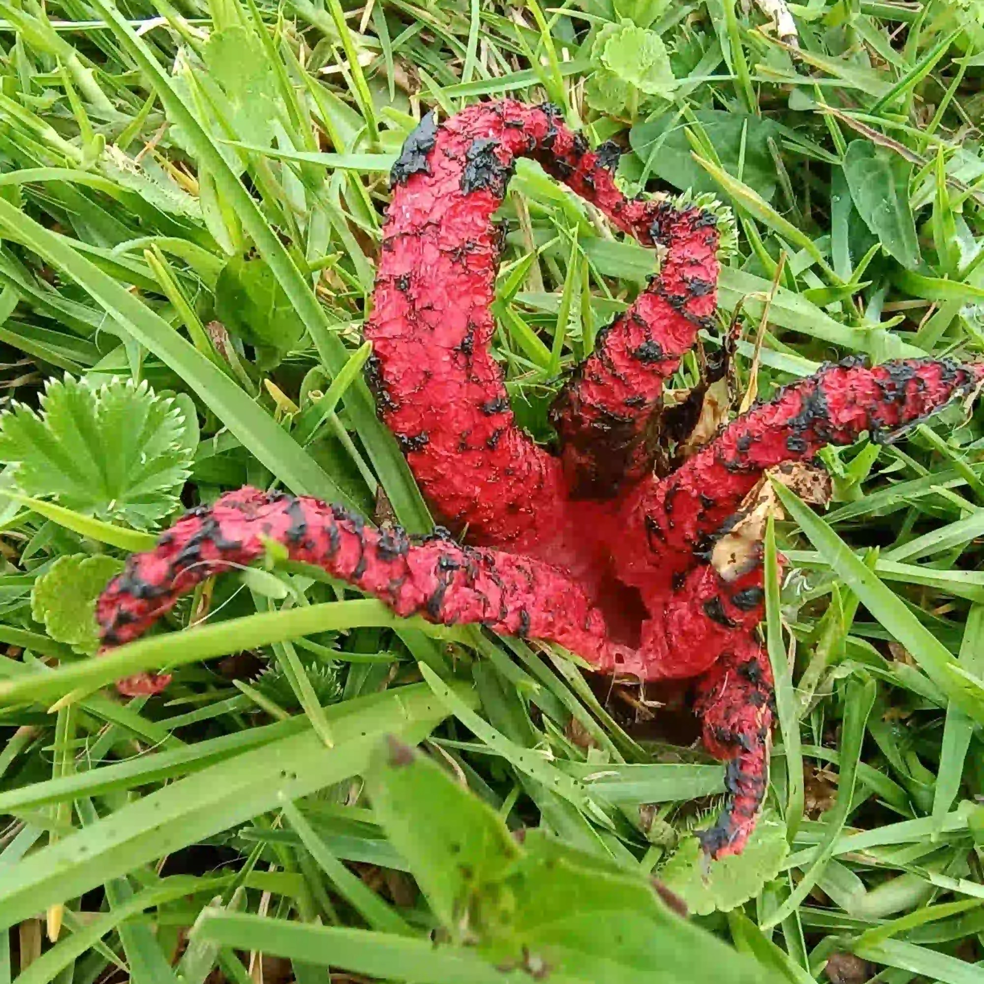 Morrogacho en Quindío Colombia es rico en biodiversidad