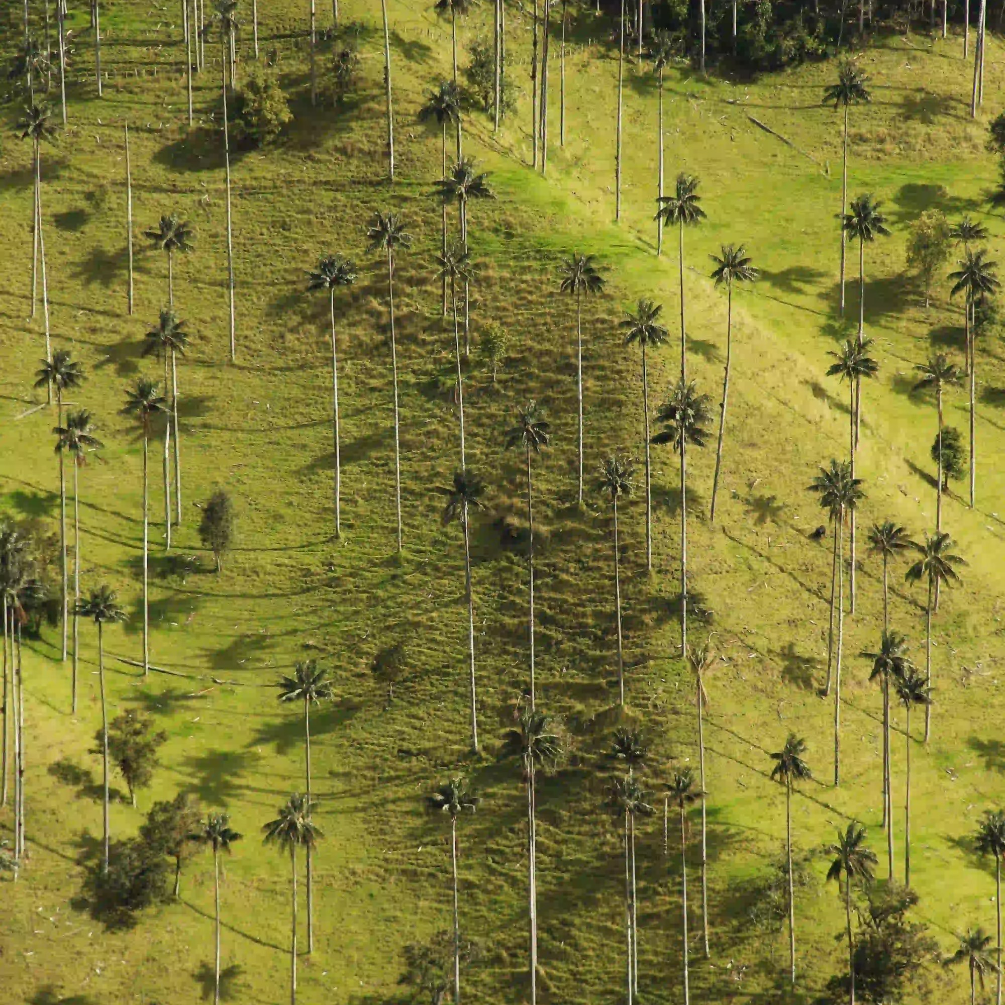 Palmas de Cera en La Carbonera, en un santuario natural de Colombia.