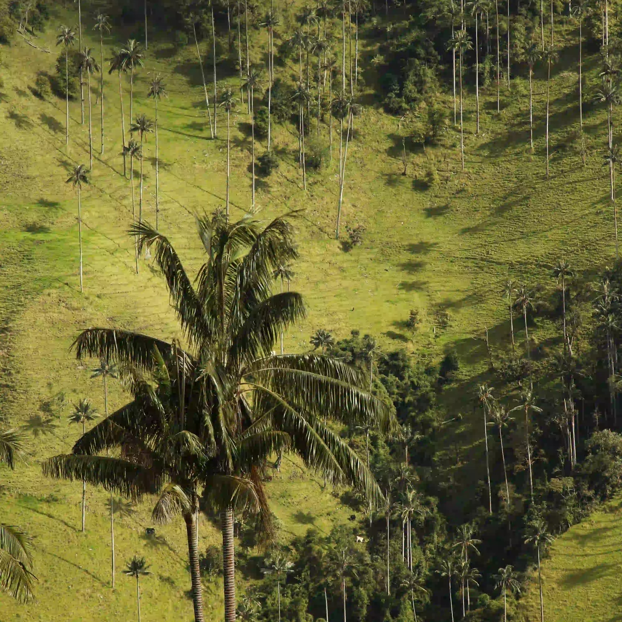 Palma de Cera en la región andina de Colombia, Tolima.