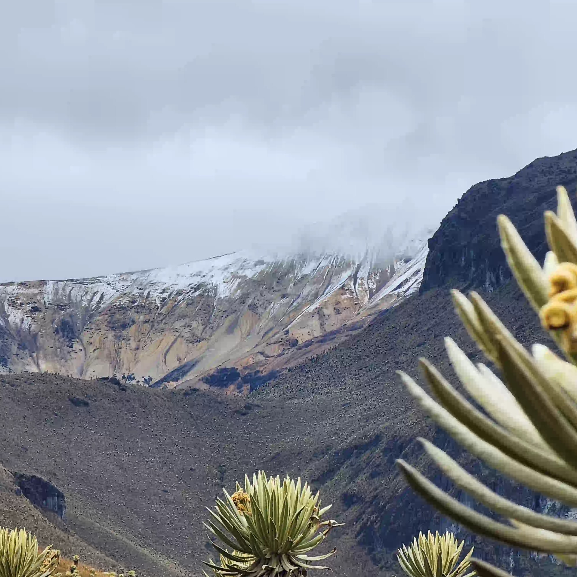 Paisaje del Parque Natural Los Nevados y frailejones