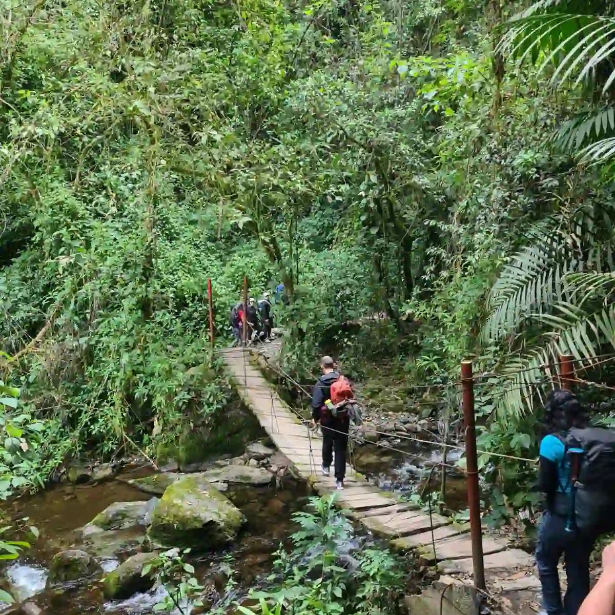 Puentes colgantes que cruzan el río San José, conduciendo a los visitantes hacia la reserva Acaime en el Valle de Cocora.