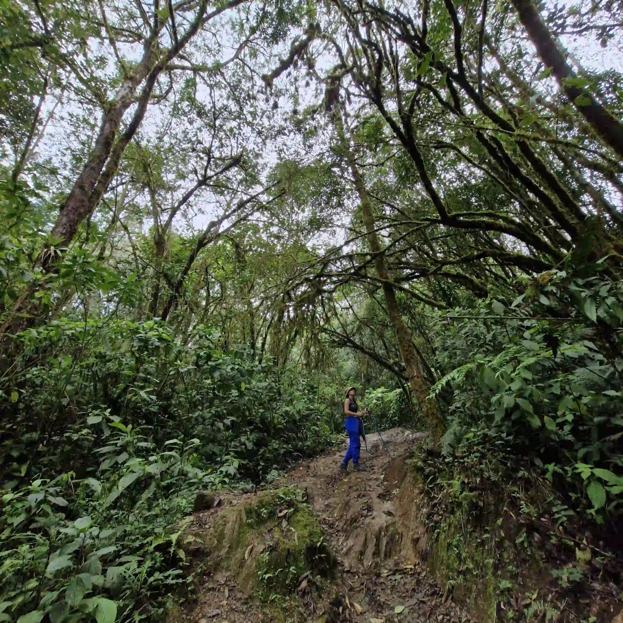 Persona caminando en un bosque de niebla en el Camino Nacional , rodeada de vegetación andina y arboles llenos de musgo
