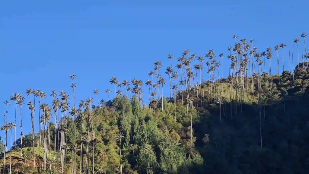 Vista de las palmas de cera en el valle de Cocora con el cielo azul despejado