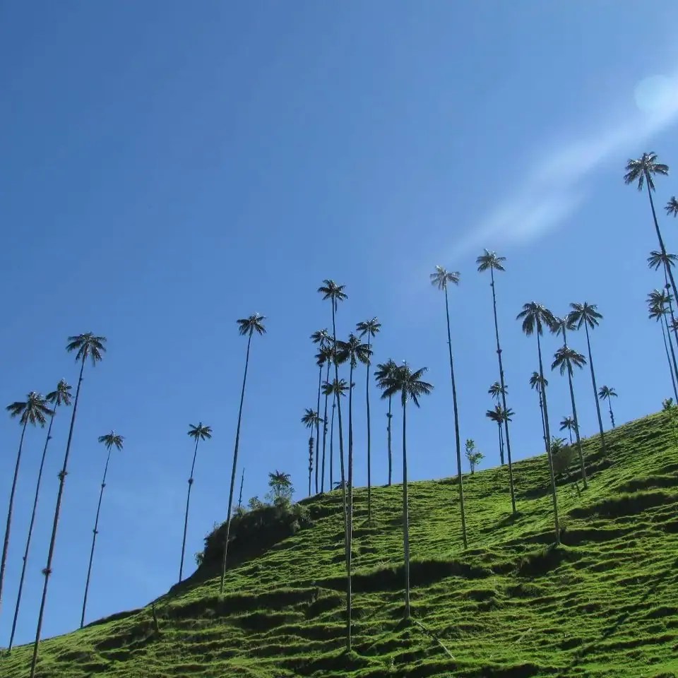 Paisaje de Valle de Cocora con un cielo azul despejado