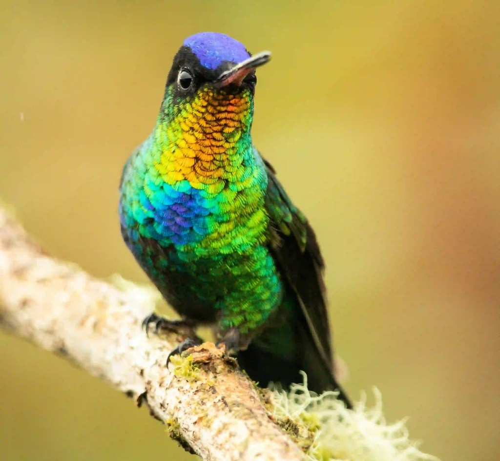 Reserva Natural Acaime: La casa de los colibríes en el Valle del Cocora