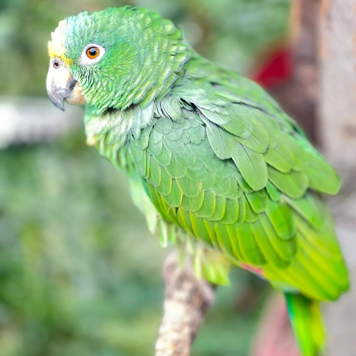 Loro en el volcán machin
