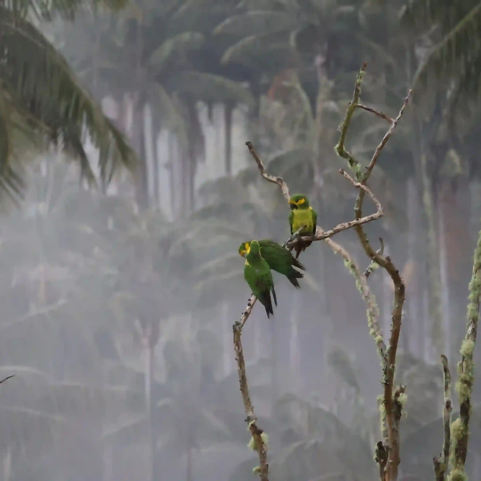 Dos loros orejiamarillos en el santuario de palmas de cera mas denso de colombia