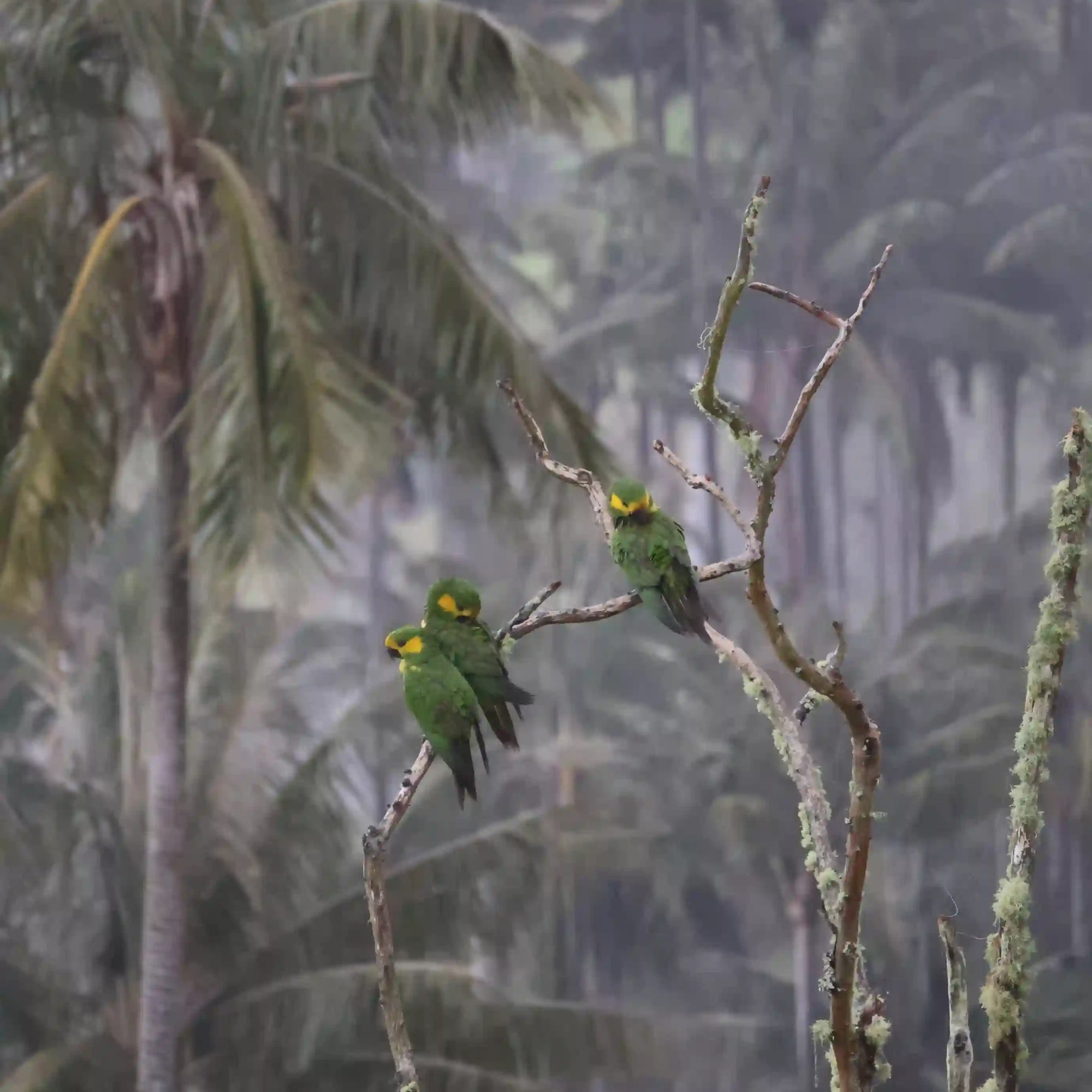 Loros orejiamarillos en un bosque de palmas de cera en la carbonera tolima