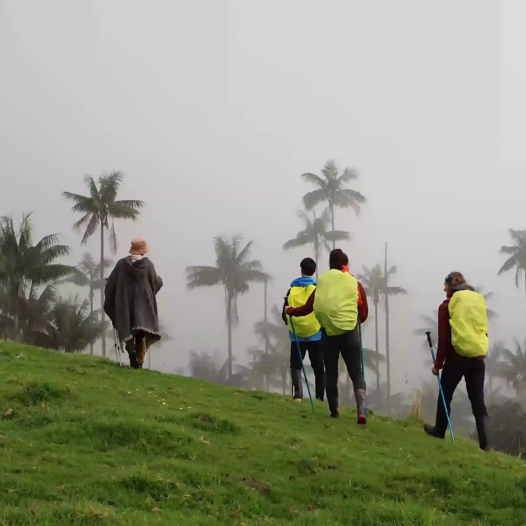 senderismo en la carbonera bosque de palmas de cera