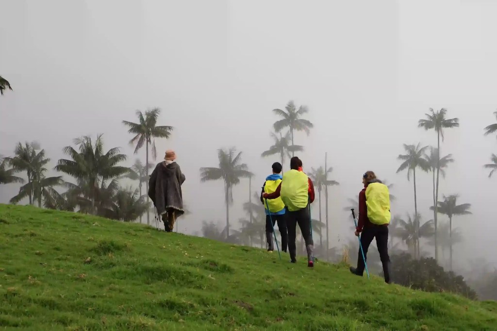 senderismo en la carbonera bosque de palmas de cera