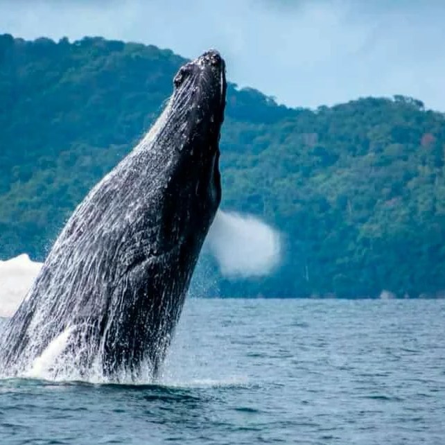 Avistamiento de ballenas jorobadas en Junio, Julio, Agosto y Septiembre
