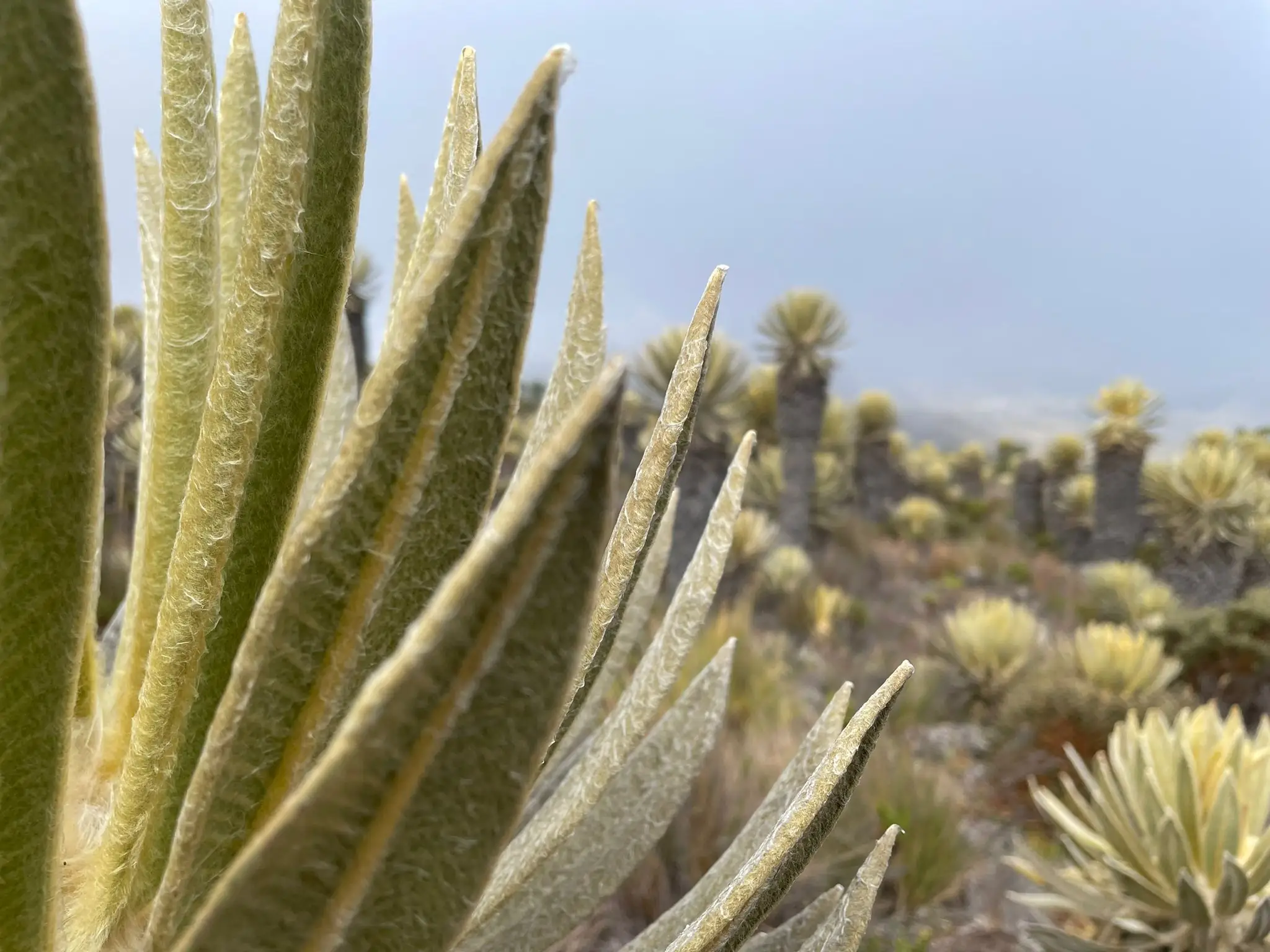 frailejoness