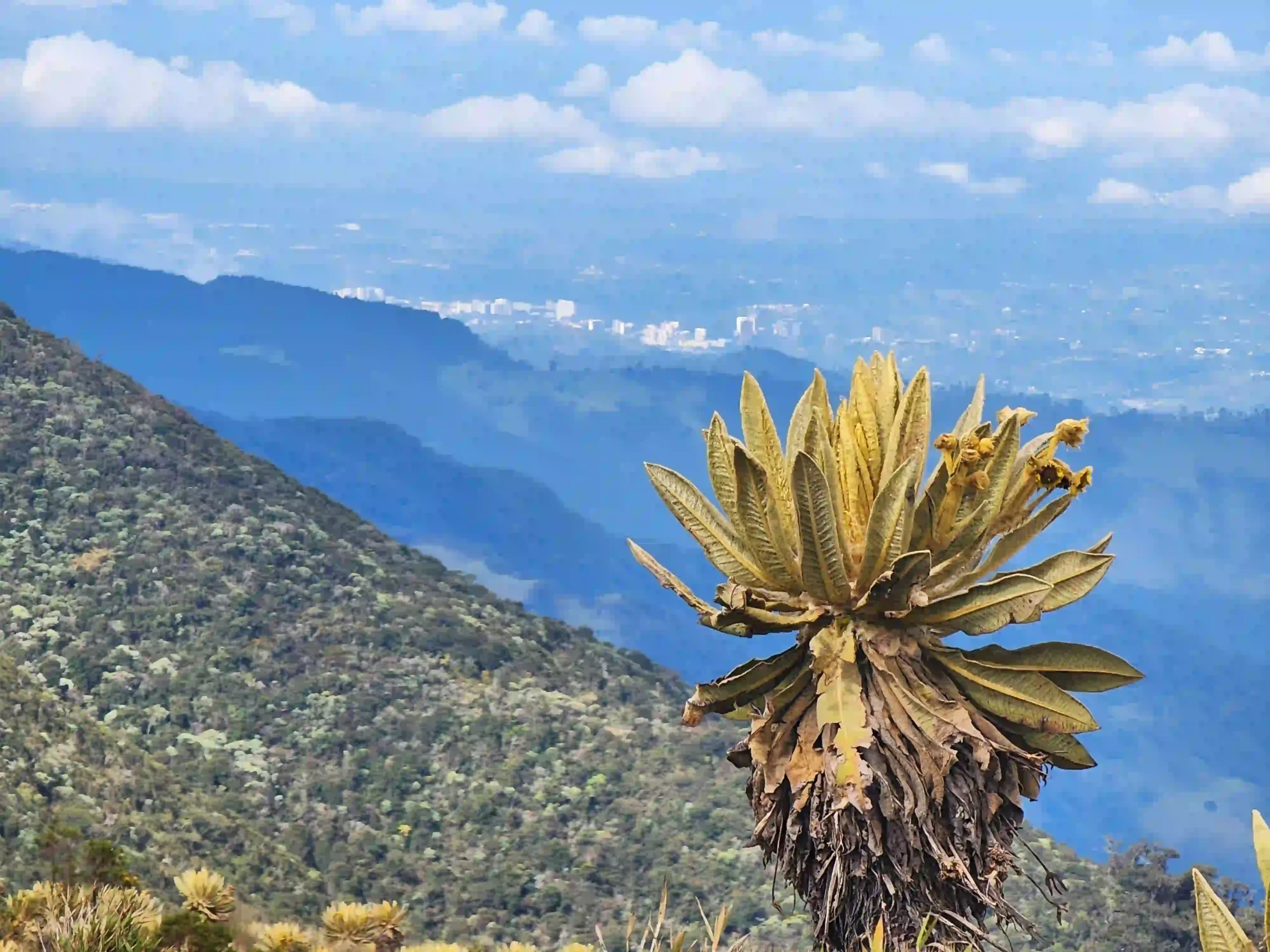 frailejonn