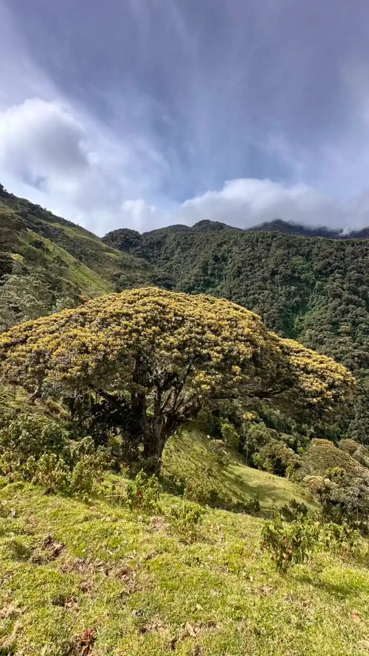arbol_morrogacho