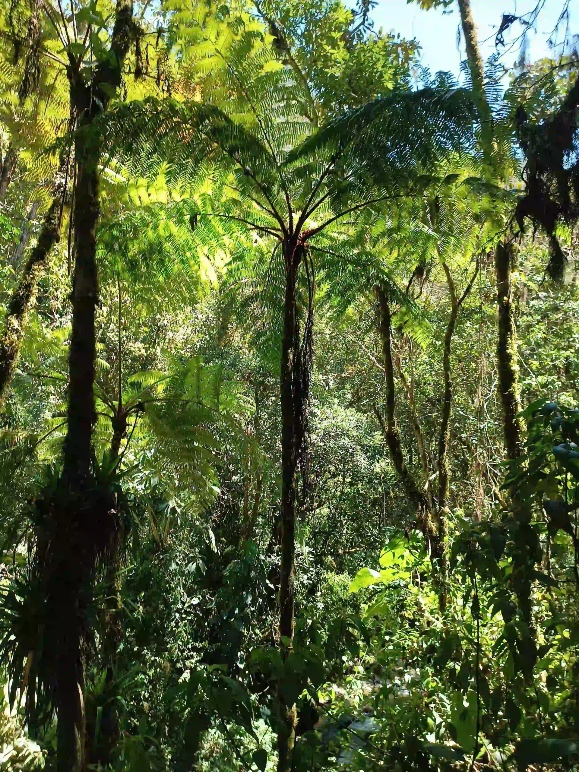 bosque