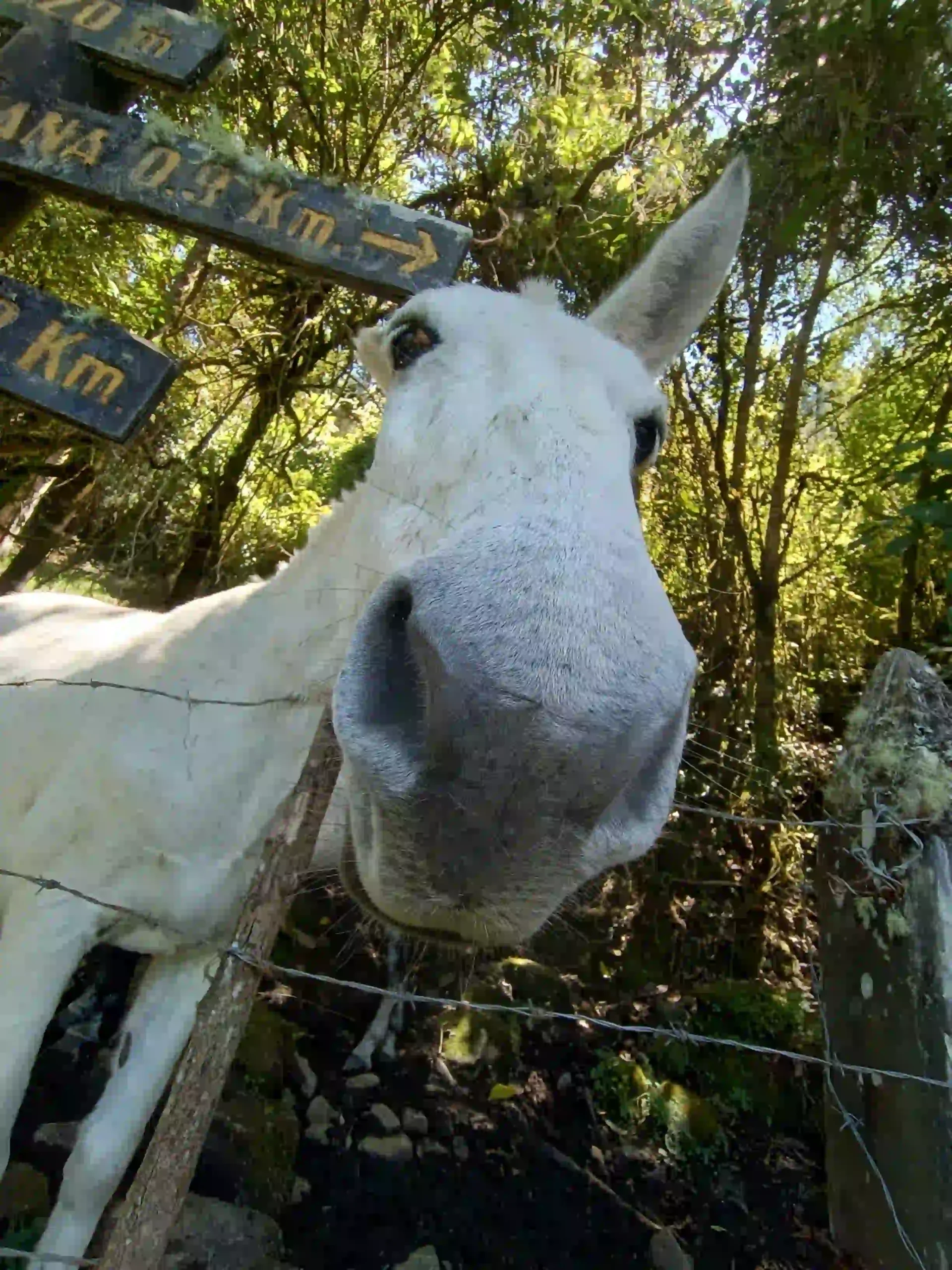 caballo