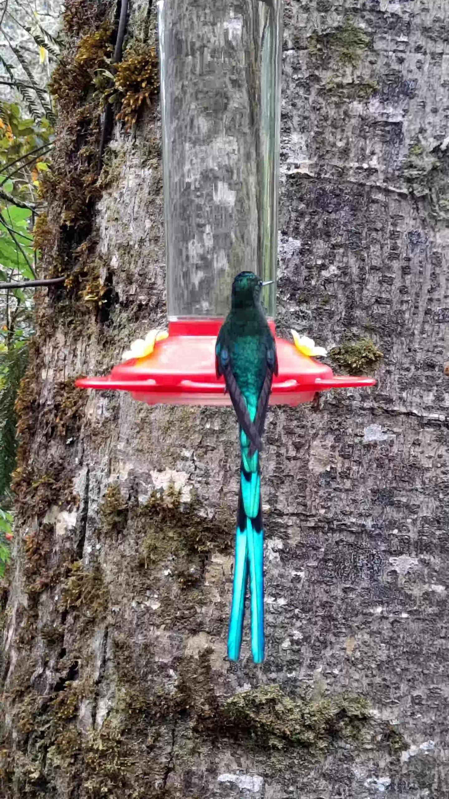 colibri